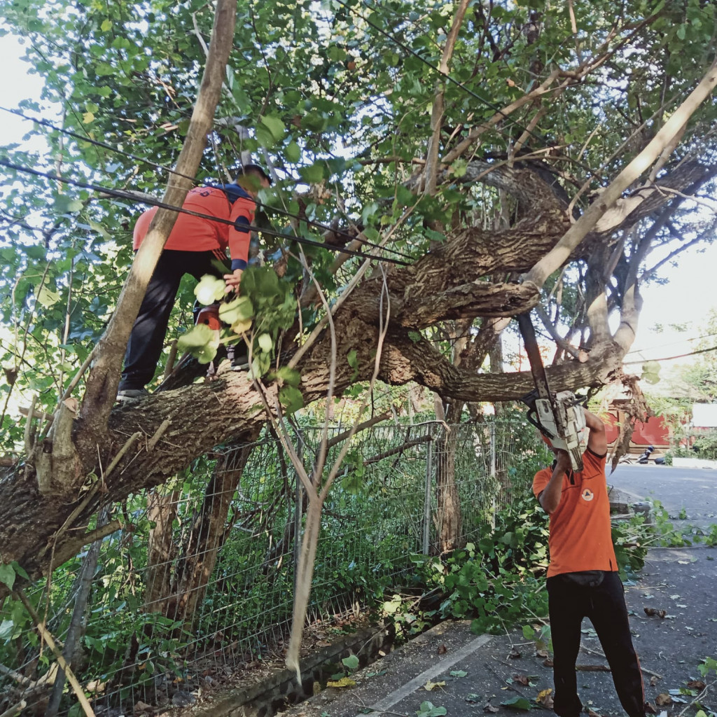 Pohon Tumbang di Jalan Bantas Kauh, Banjar Ubung, Kelurahan Jimbaran, Kecamatan Kuta Selatan Tgl 14 Mei 2023